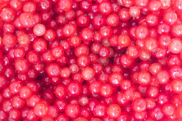 Berries red currants. Sour garden berries. Red bush berries.