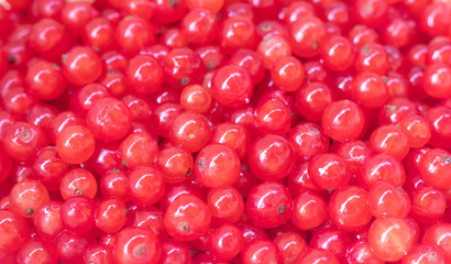 Berries red currants. Sour garden berries. Red bush berries.