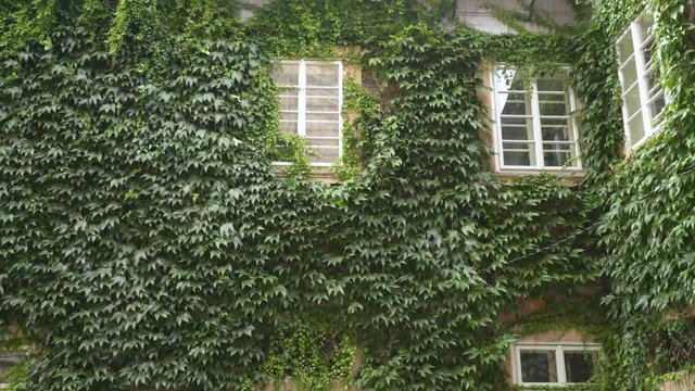 the wind moves the Ivy Wall leaves. Close-up windows on Ivy Wall on Wind. Green leaf Background.