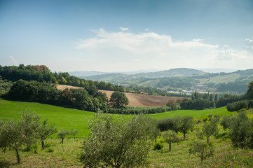 Fototapeta na wymiar Summer Italian panoramic with olive trees