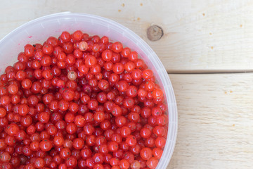 Berries red currants. Sour garden berries. Red bush berries.
