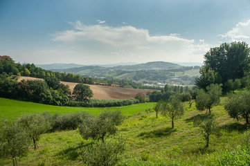 Fototapeta na wymiar Summer Italian landscape with olive trees