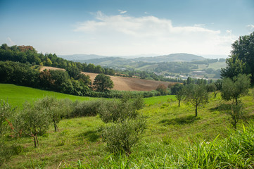 Fototapeta premium Summer Italian landscape with olive trees