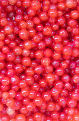 Berries red currants. Sour garden berries. Red bush berries.