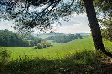 Fototapeta na wymiar landscape with a tree above Italian valley