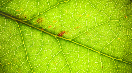 Natural green leaf fresh detailed rugged surface structure macro closeup photo with diagonal midrib and leaf veins, grooves and imperfections as a nature texture ecology green biology background.