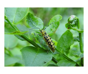 beetle on leaf