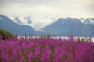 Grewingk Glacier with fireweed in the foreground - Homer, Alaska