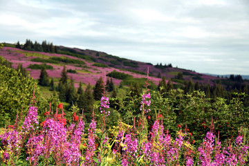 Alaska fireweed - Homer, Alaska