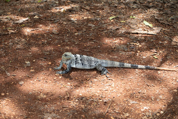 Chichén-Itzá, Yucatan / Mexico - July, 24, 2019: Chichen Itza Archaeological site