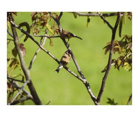 bird on a branch