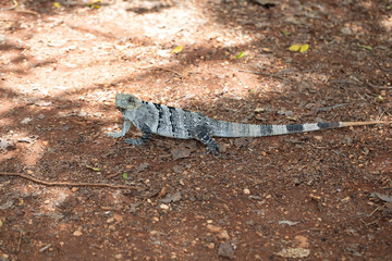 Chichén-Itzá, Yucatan / Mexico - July, 24, 2019: Chichen Itza Archaeological site