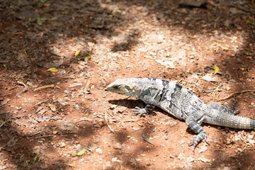 Chichén-Itzá, Yucatan / Mexico - July, 24, 2019: Chichen Itza Archaeological site