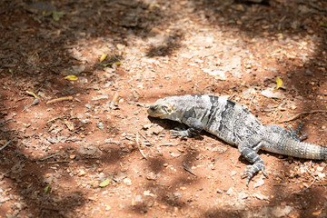 Chichén-Itzá, Yucatan / Mexico - July, 24, 2019: Chichen Itza Archaeological site