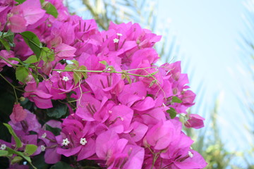 Small pink flowers on tree