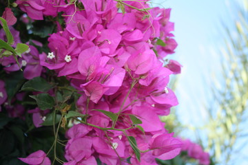Obraz na płótnie Canvas Small pink flowers on tree