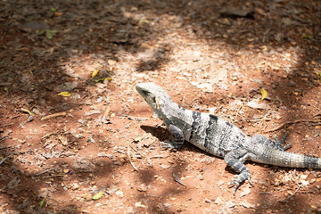 Chichén-Itzá, Yucatan / Mexico - July, 24, 2019: Chichen Itza Archaeological site