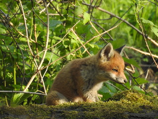 red fox in the wild
