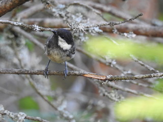 great tit on branch