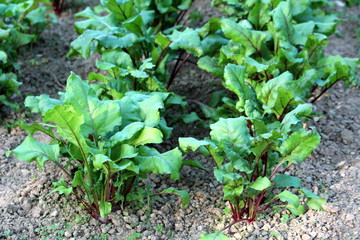 Beetroot or Beta vulgaris or Beet or Table beet or Garden beet or Red beet or Golden beet plants with large thick green leaves and dark red stems growing in local urban garden on warm sunny spring day