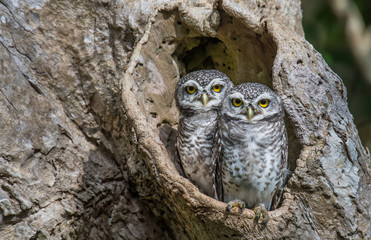 Two Spotted owlet Standing on the edge of the cavity in nature.