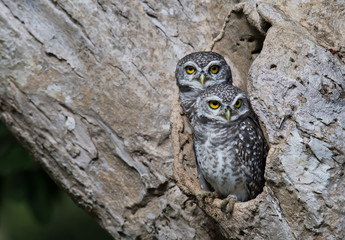 Two Spotted owlet Standing on the edge of the cavity in nature.