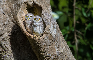 Two Spotted owlet Standing on the edge of the cavity in nature.