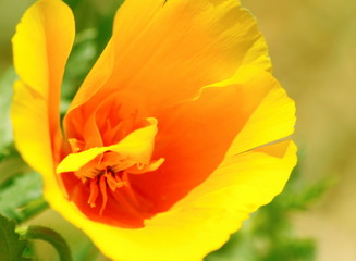 MACRO DE UNA AMAPOLA AMARILLA CON PÉTALOS ABIERTOS, pétalo, flor, anaranjada, tulipa, huerta, florecer, verde, macro, rojo, beldad, 