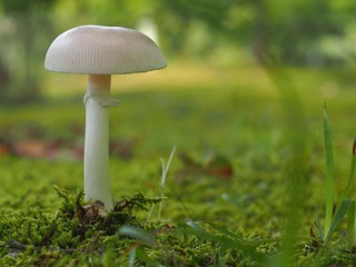 タマゴテングタケモドキのアップ