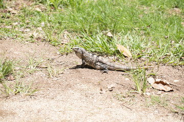 Naklejka premium Chichén-Itzá, Yucatan / Mexico - July, 24, 2019: Chichen Itza Archaeological site