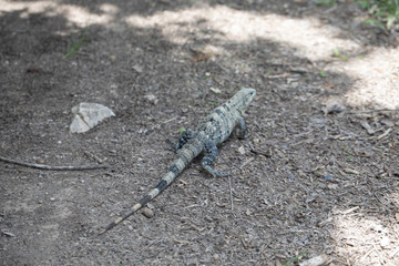 Chichén-Itzá, Yucatan / Mexico - July, 24, 2019: Chichen Itza Archaeological site