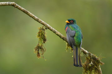 Trogon