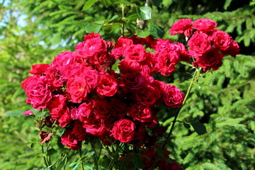 Bunch of fully open blooming layered dark red roses densely planted in local urban garden surrounded with green leaves and other plants on warm sunny spring day