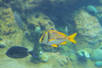 tropical fish in the sea