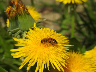 bee on dandelion