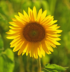Fototapeta premium A closeup of a Sunflower