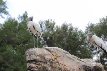 storks 