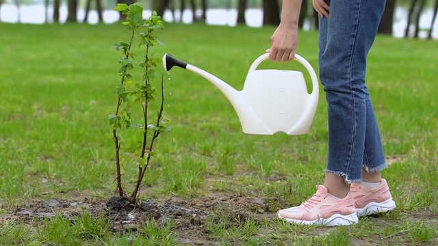 Female teen volunteer watering tree sapling with can, nature care, ecology