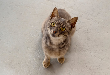 Portrait of a young gray cat close-up