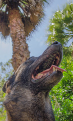 Obraz premium Pastor belga malinois feliz en el jardín