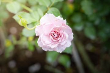 Roses in the garden