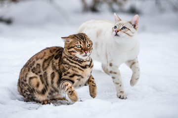 Bengals in deep Snow © Andreas Krappweis