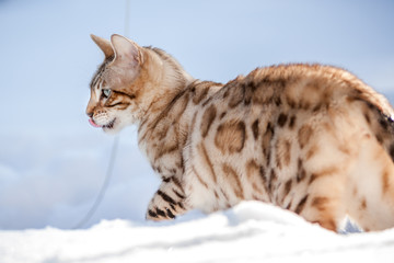 Bengal in deep Snow