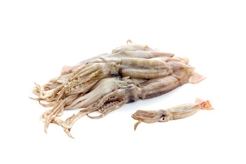 Raw squid on a white background