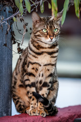 Fototapeta premium Bengal Cat Outdoor