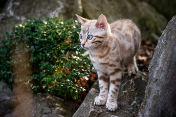 Bengal Kitten on Rocks