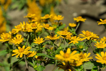 Melampodium yellow ornamental plants