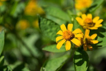 Melampodium yellow ornamental plants