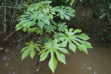 naturaleza