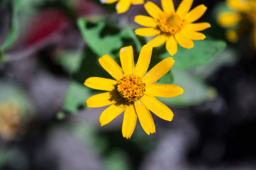 Melampodium yellow ornamental plants
